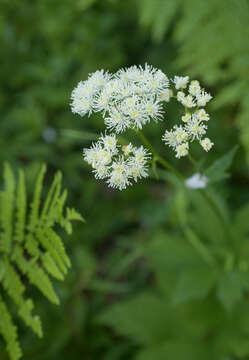 Image of Trautvetteria caroliniensis var. occidentalis (A. Gray) C. L. Hitchc.