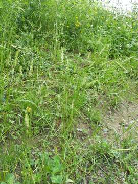 Image of Crested dogstail grass