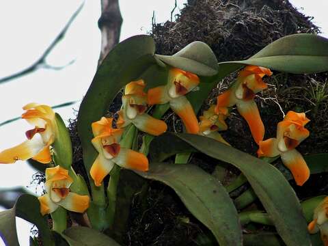 Image of Maxillaria mombachoensis A. H. Heller ex J. T. Atwood