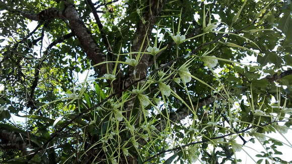 Image of Warty Brassia