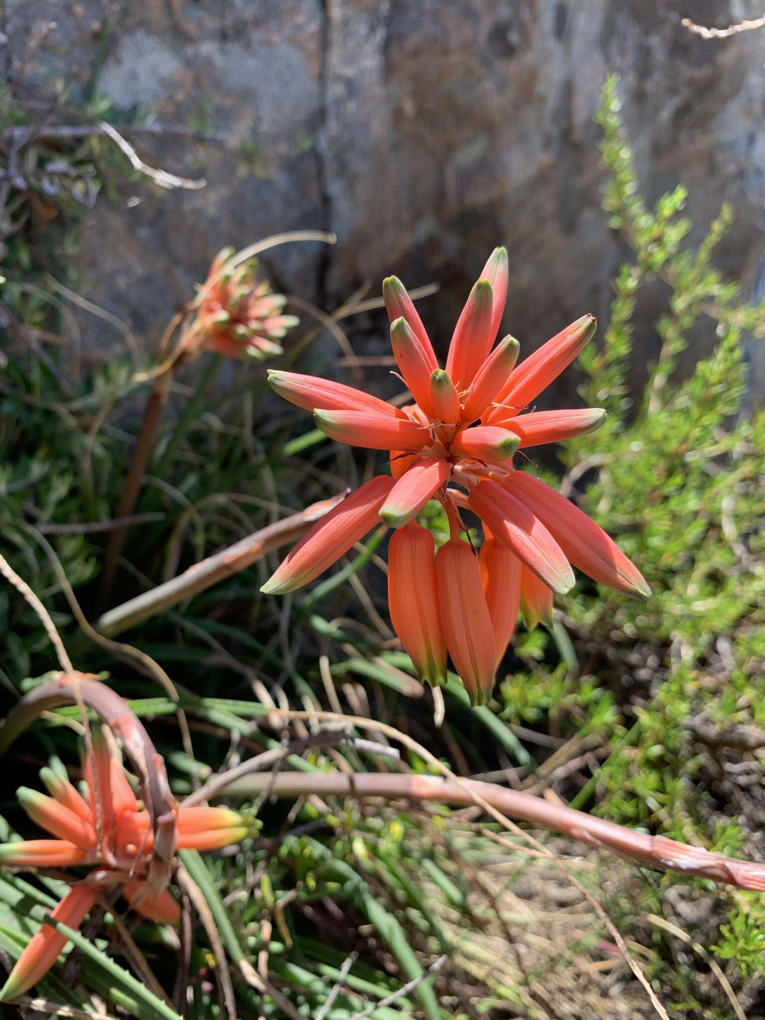 Image of Aloe chortolirioides var. woolliana (Pole-Evans) Glen & D. S. Hardy