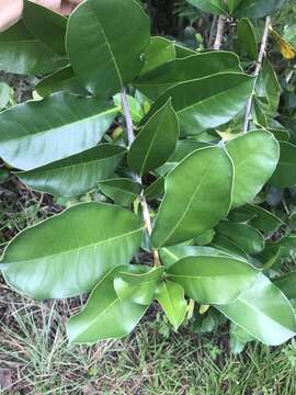 Imagem de Amphitecna latifolia (Mill.) A. H. Gentry