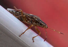 Image of sycamore seed bug