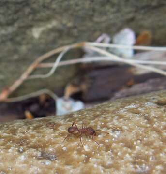 Image of Northern Fungus Farming Ant