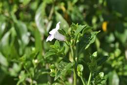 Imagem de Bravaisia berlandieriana (Nees) T. F. Daniel