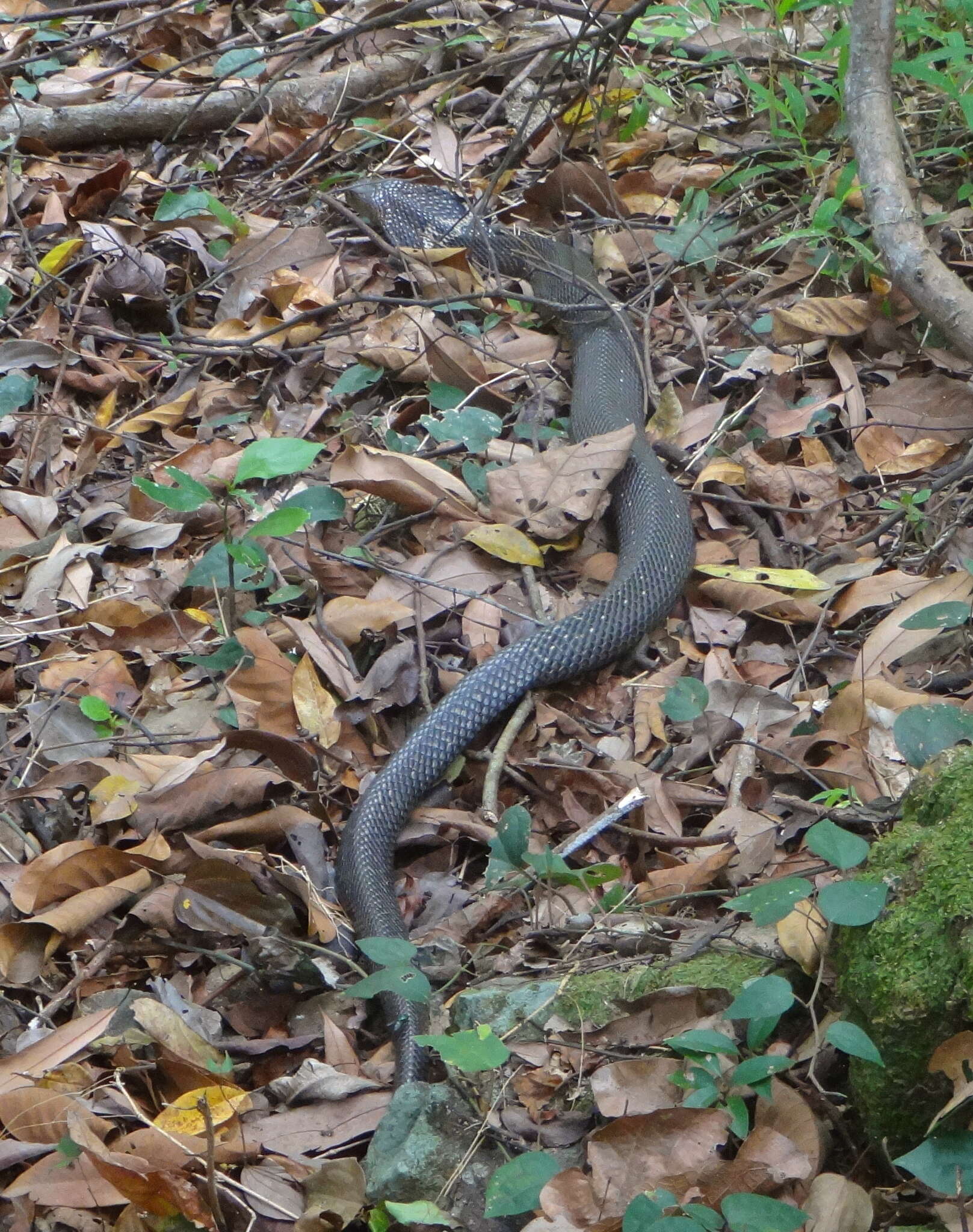 Image of Chinese Cobra