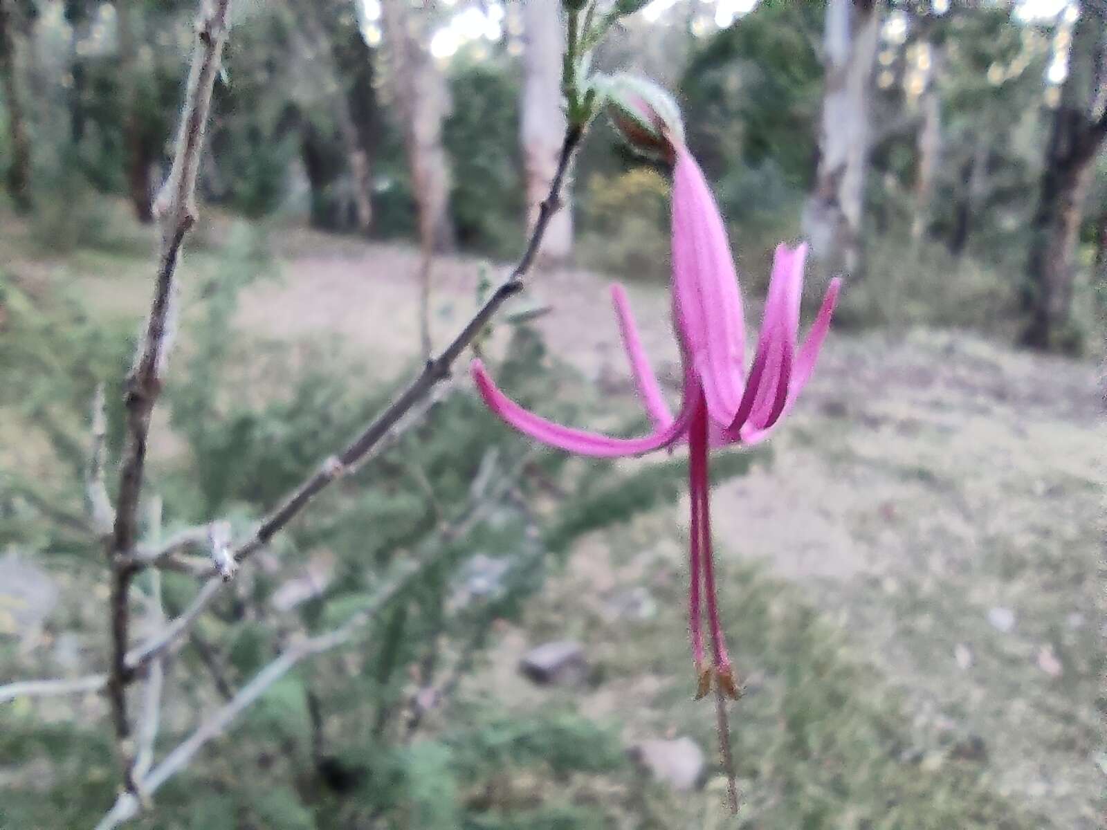 Image of dwarf desert honeysuckle