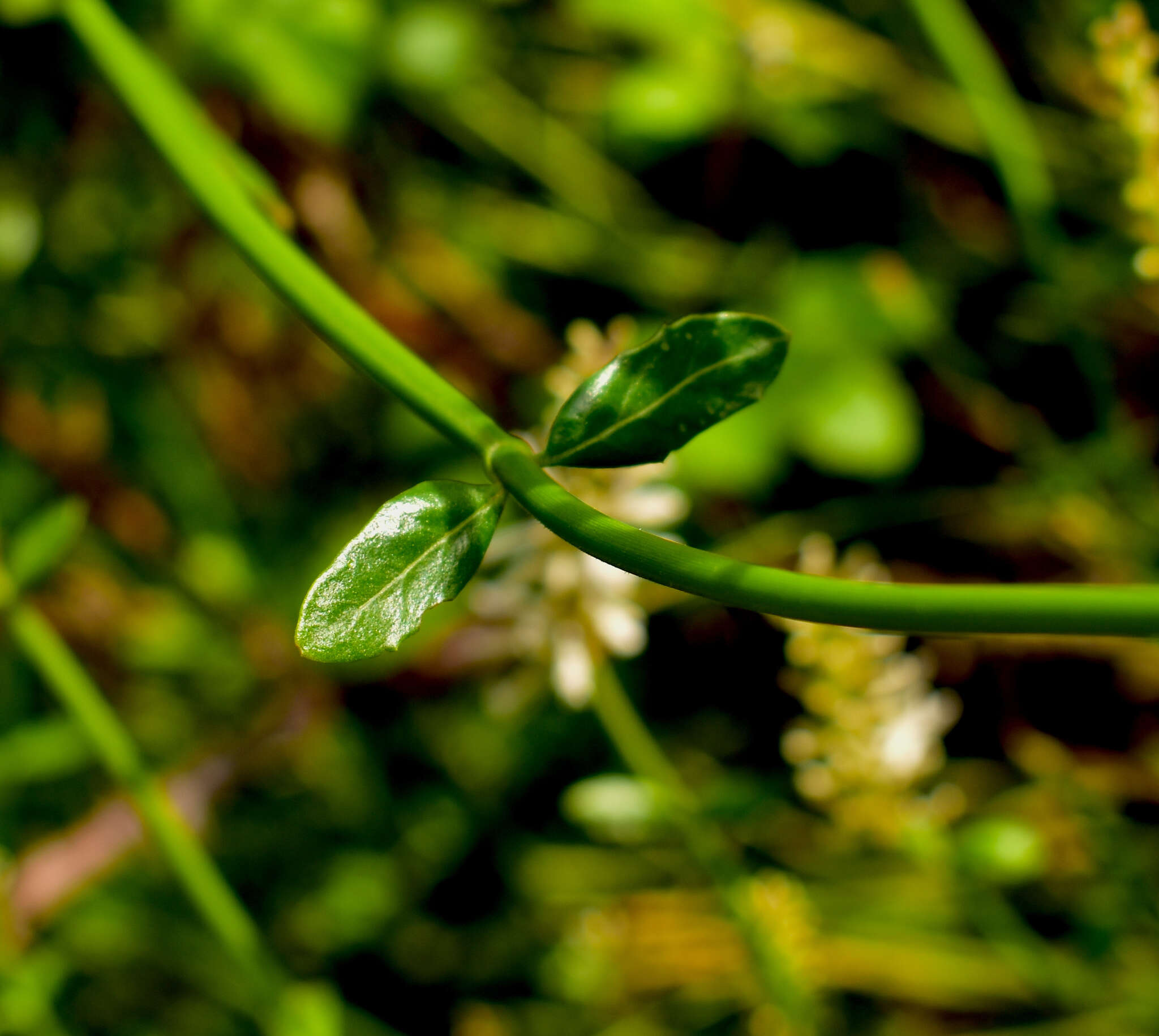 Image of Dipyrena juncea (Gillies & Hook.) Ravenna