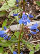 Plancia ëd Penstemon wilcoxii Rydb.