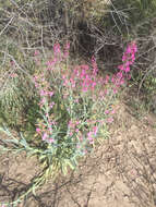 Слика од Penstemon parryi A. Gray