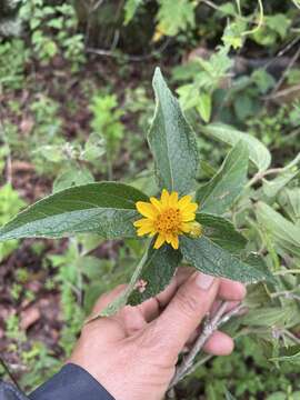 Image of Lasianthaea fruticosa var. michoacana (Blake) K. M. Becker