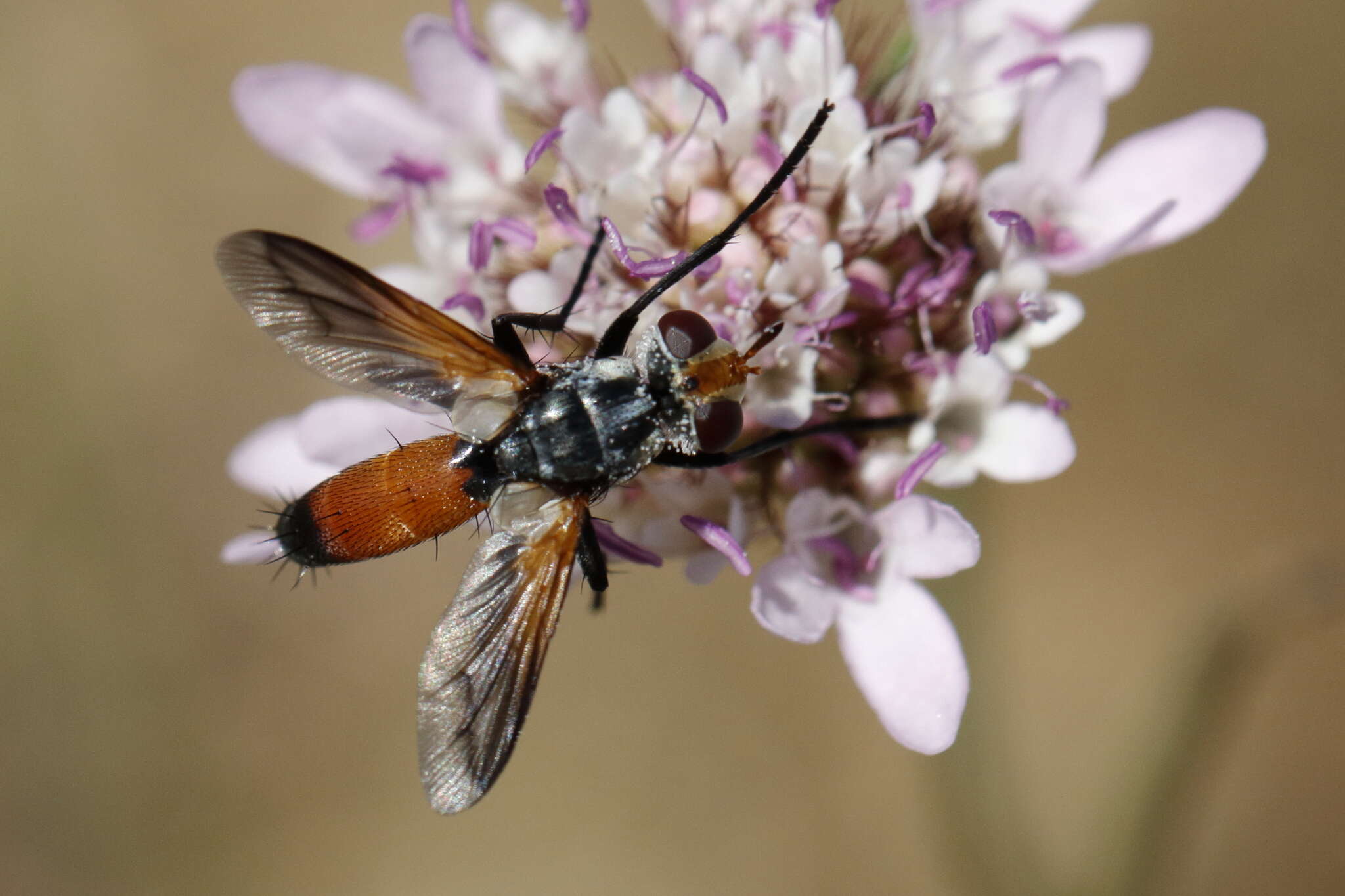 Plancia ëd Cylindromyia rufifrons (Loew 1844)