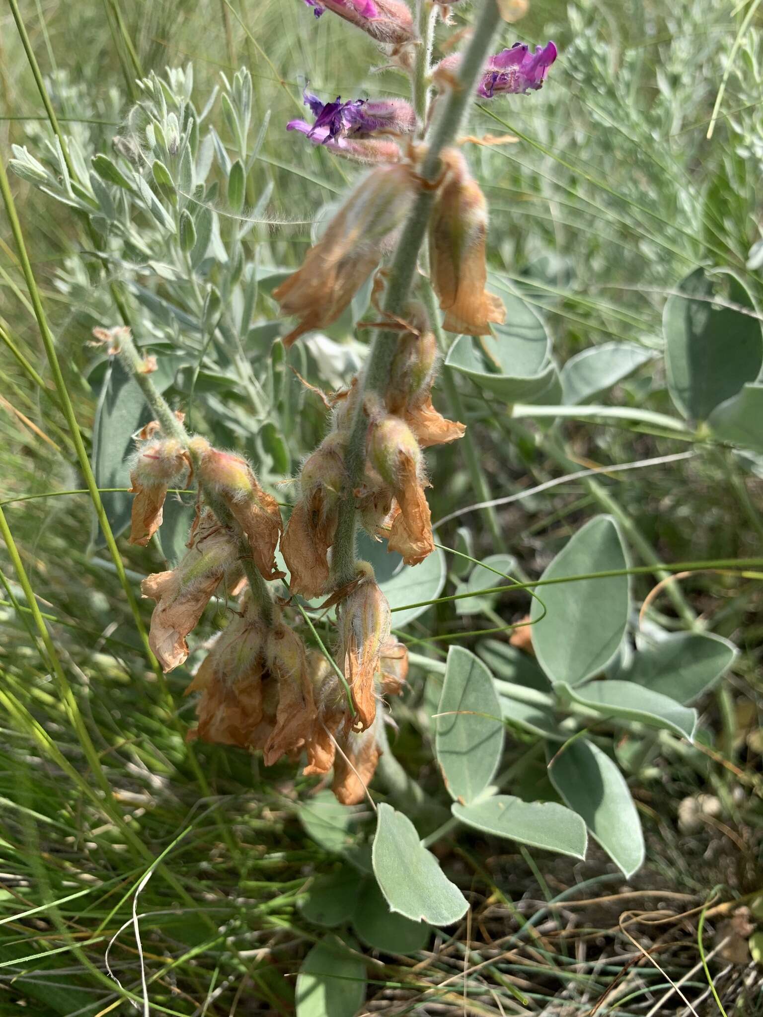 Plancia ëd Hedysarum argyrophyllum Ledeb.