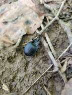 صورة Scaphinotus (Scaphinotus) unicolor (Fabricius 1787)