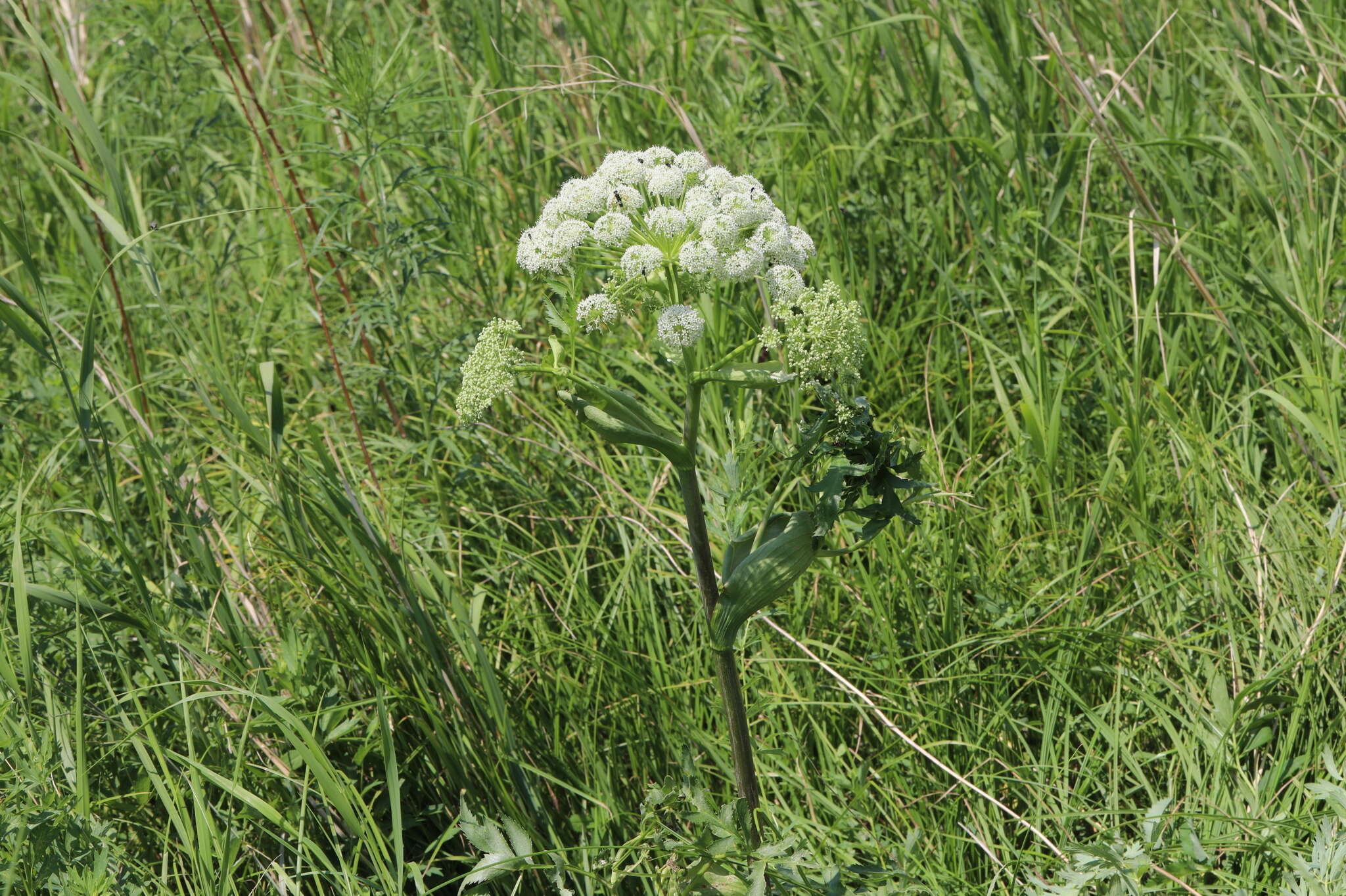 Image of Angelica dahurica (Fisch. ex Hoffm.) Benth. & Hook. fil. ex Franch. & Savat.