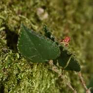 Image of Lepanthes aculeata Luer