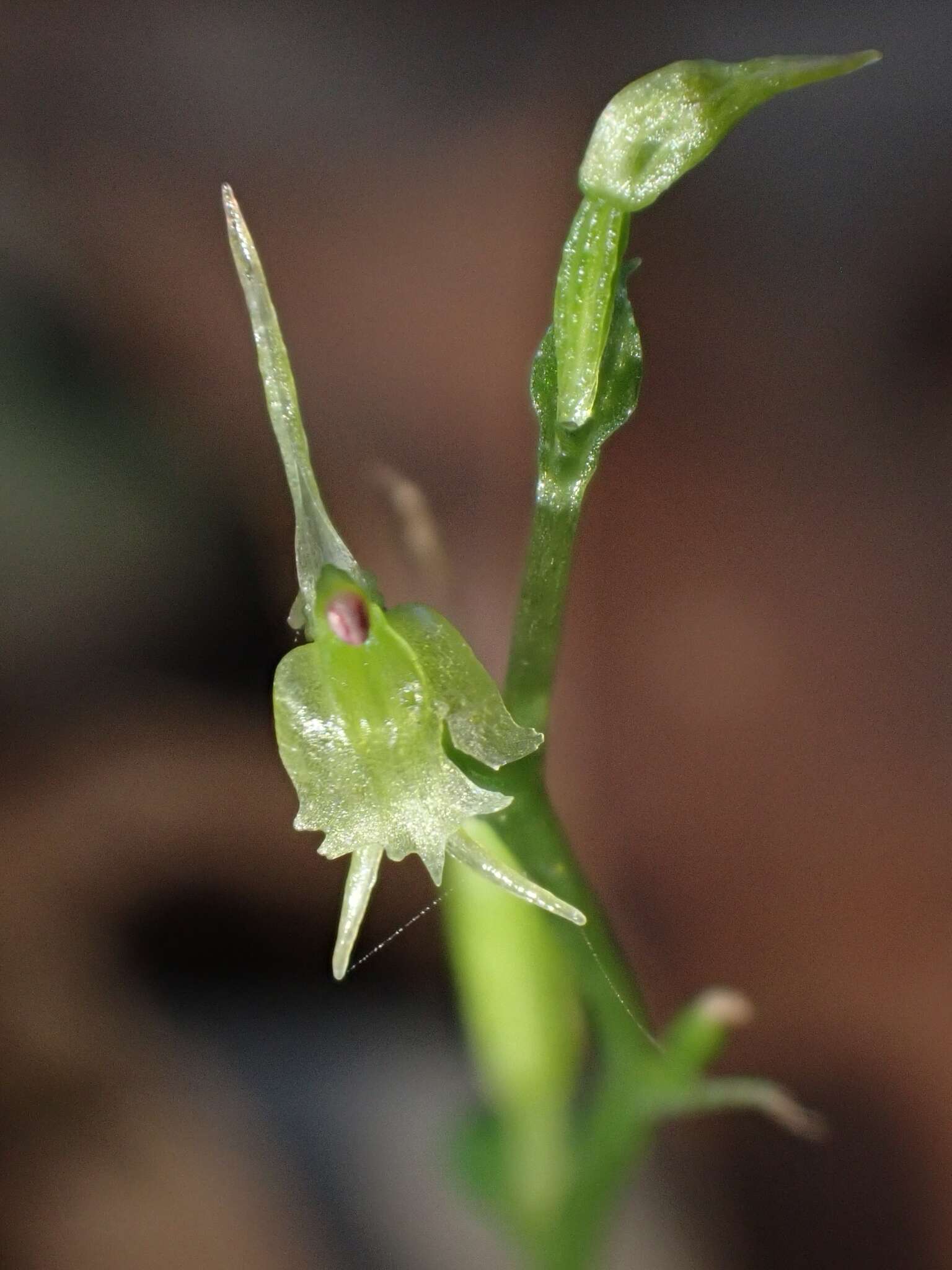 Acianthus amplexicaulis (F. M. Bailey) Rolfe resmi