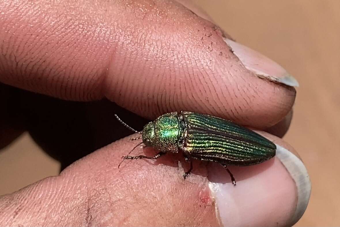 Image of Buprestis intricata Casey 1909