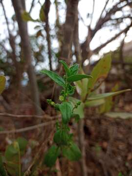 Image of Chiropetalum