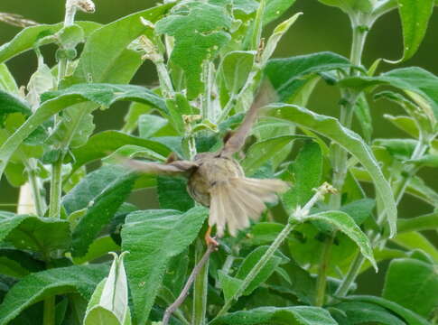 Image of Prinia maculosa exultans Clancey 1982