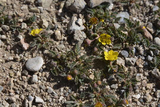 Image of Sibbaldianthe bifurca subsp. bifurca