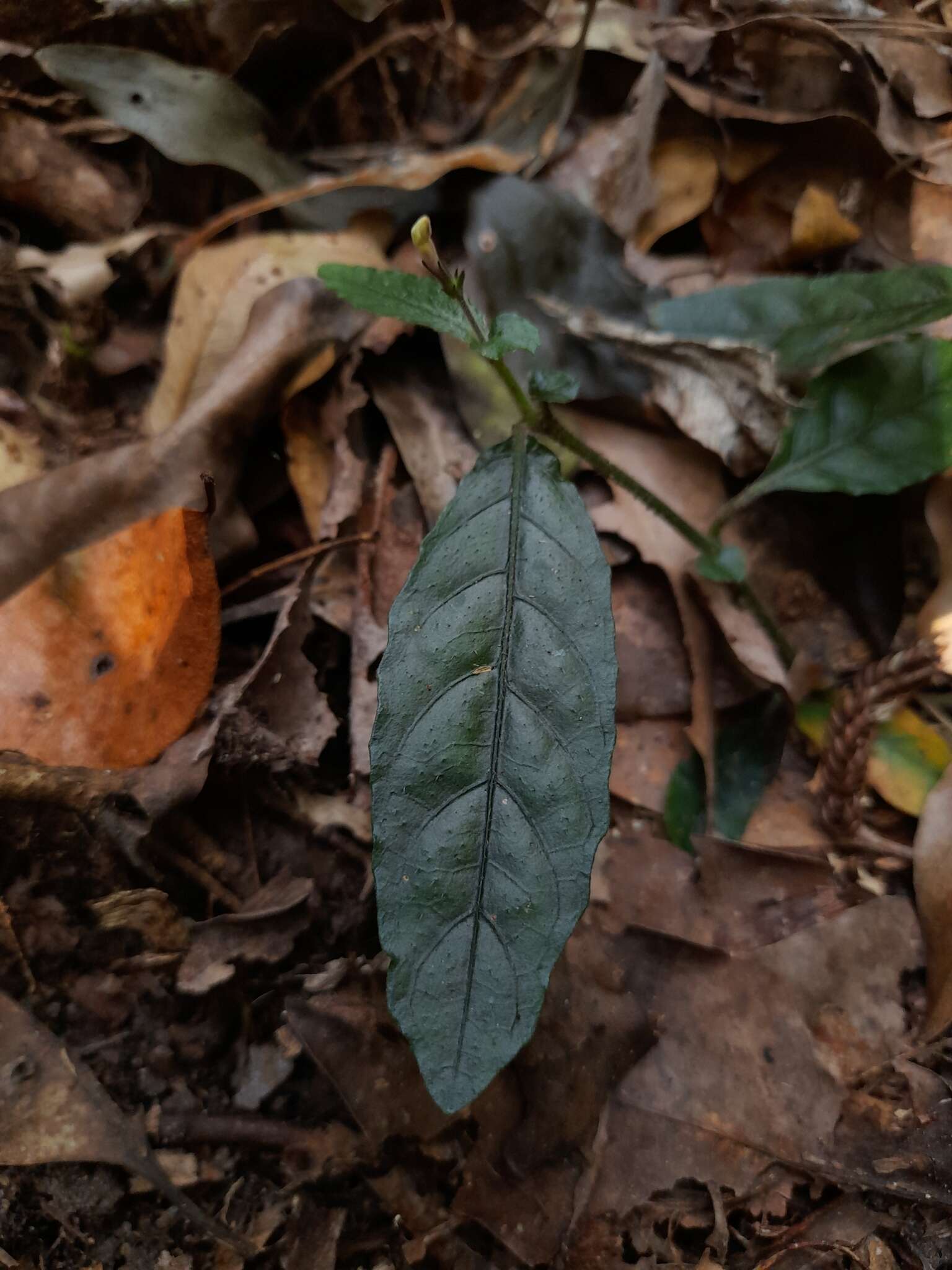 Sivun Brunoniella spiciflora (F. Muell. ex Benth.) Bremek. kuva