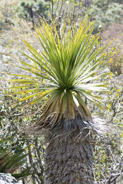 Image of Nolina hibernica Hochstätter & D. Donati