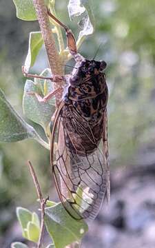 Sivun Cicada barbara (Stal 1866) kuva