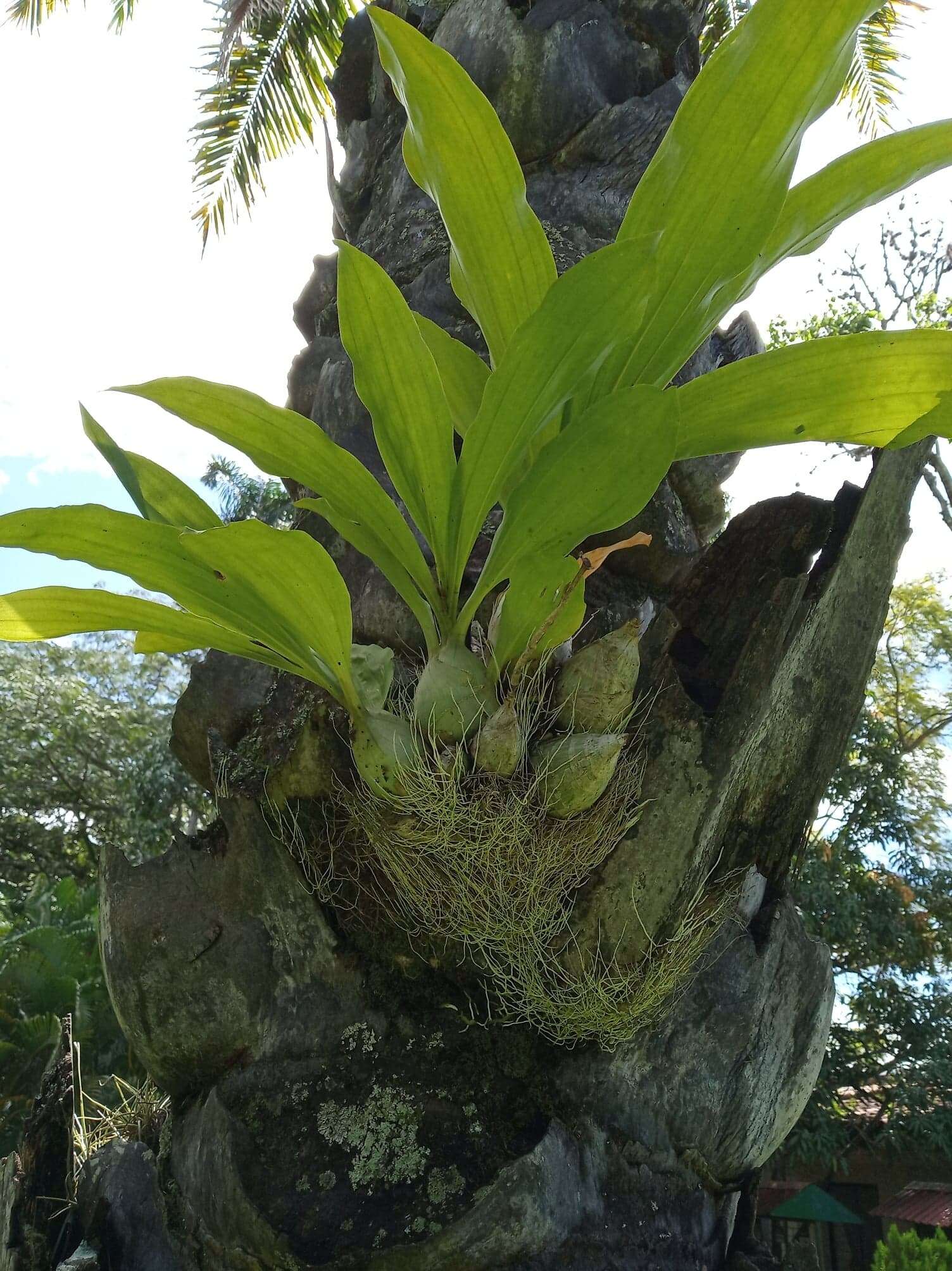 Image of Catasetum maculatum Kunth