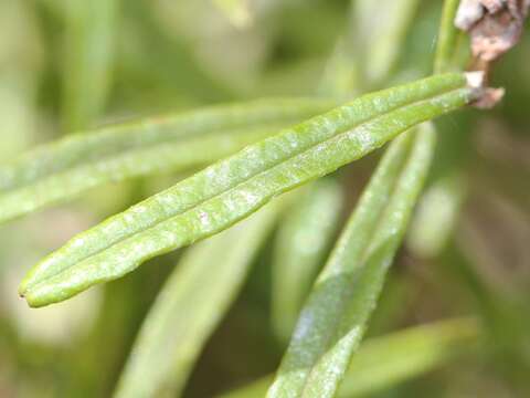 Ozothamnus argophyllus (A. Cunn. ex DC.) A. A. Anderberg resmi