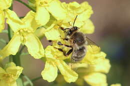 Imagem de Anthophora fulvitarsis Brullé 1832