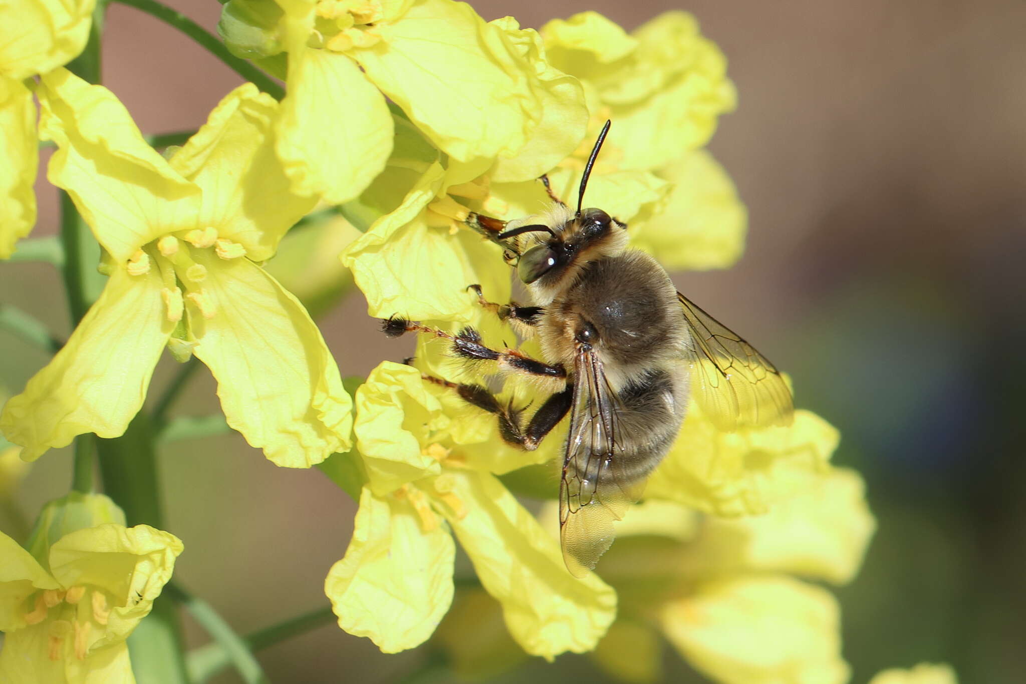 Image of Anthophora fulvitarsis Brullé 1832