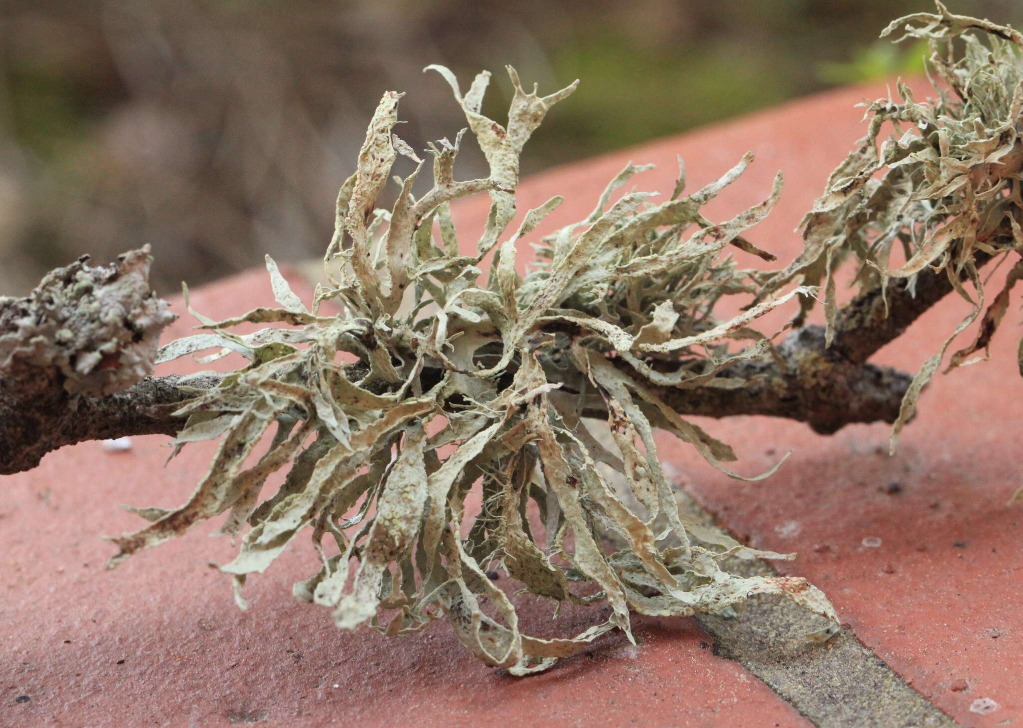 Imagem de Ramalina subleptocarpha Rundel & Bowler