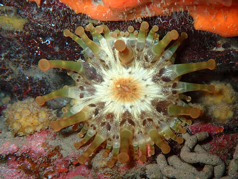 Image of blunt-tentacled anemone