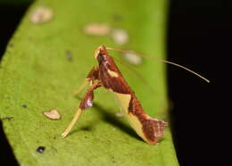 Sivun Caloptilia xanthopharella (Meyrick 1880) kuva