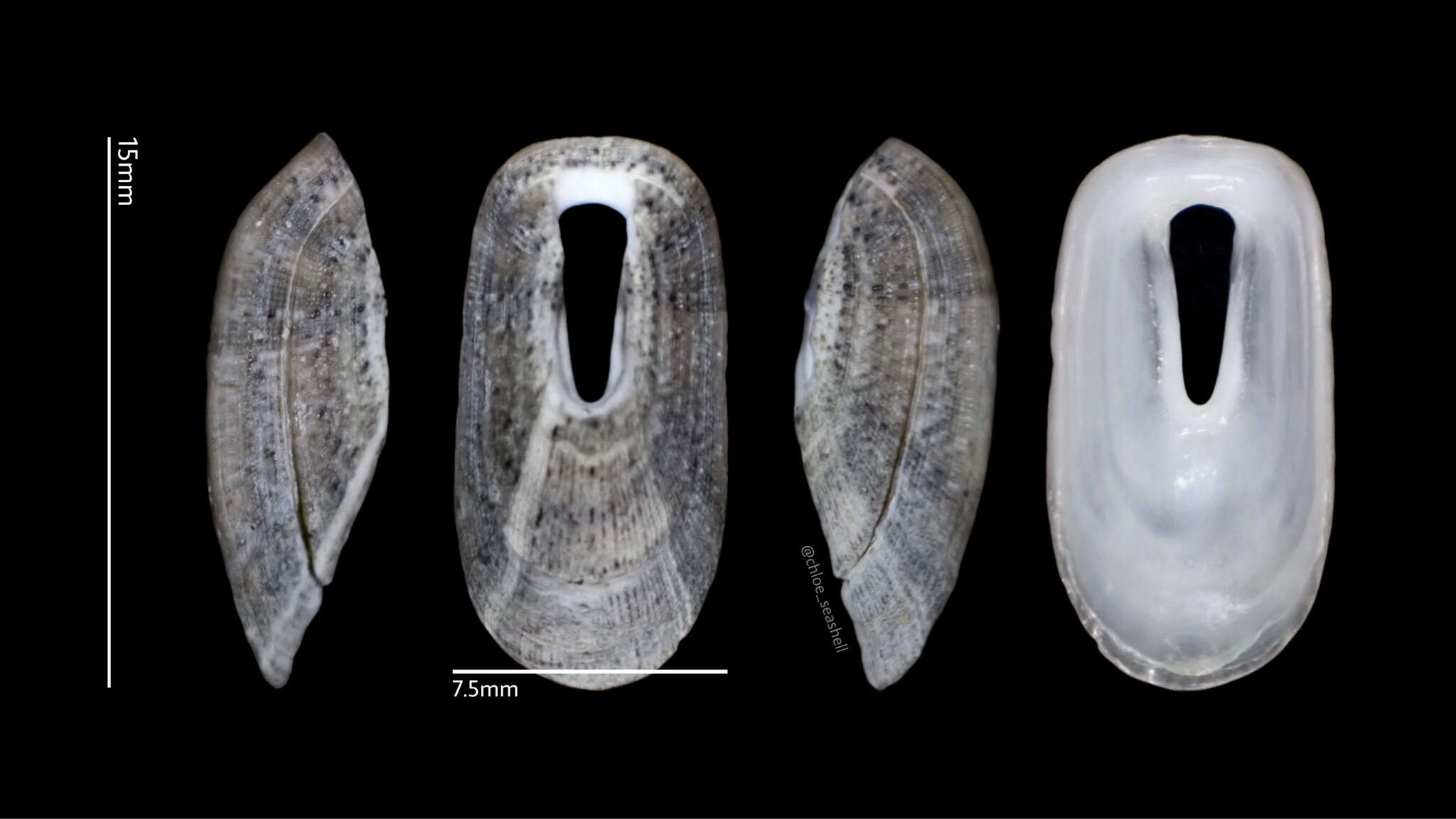 Image de Macroschisma sinense A. Adams 1855