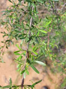 Image of Flindersia dissosperma (F. Müll.) Domin