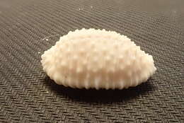 Image of granulated cowry