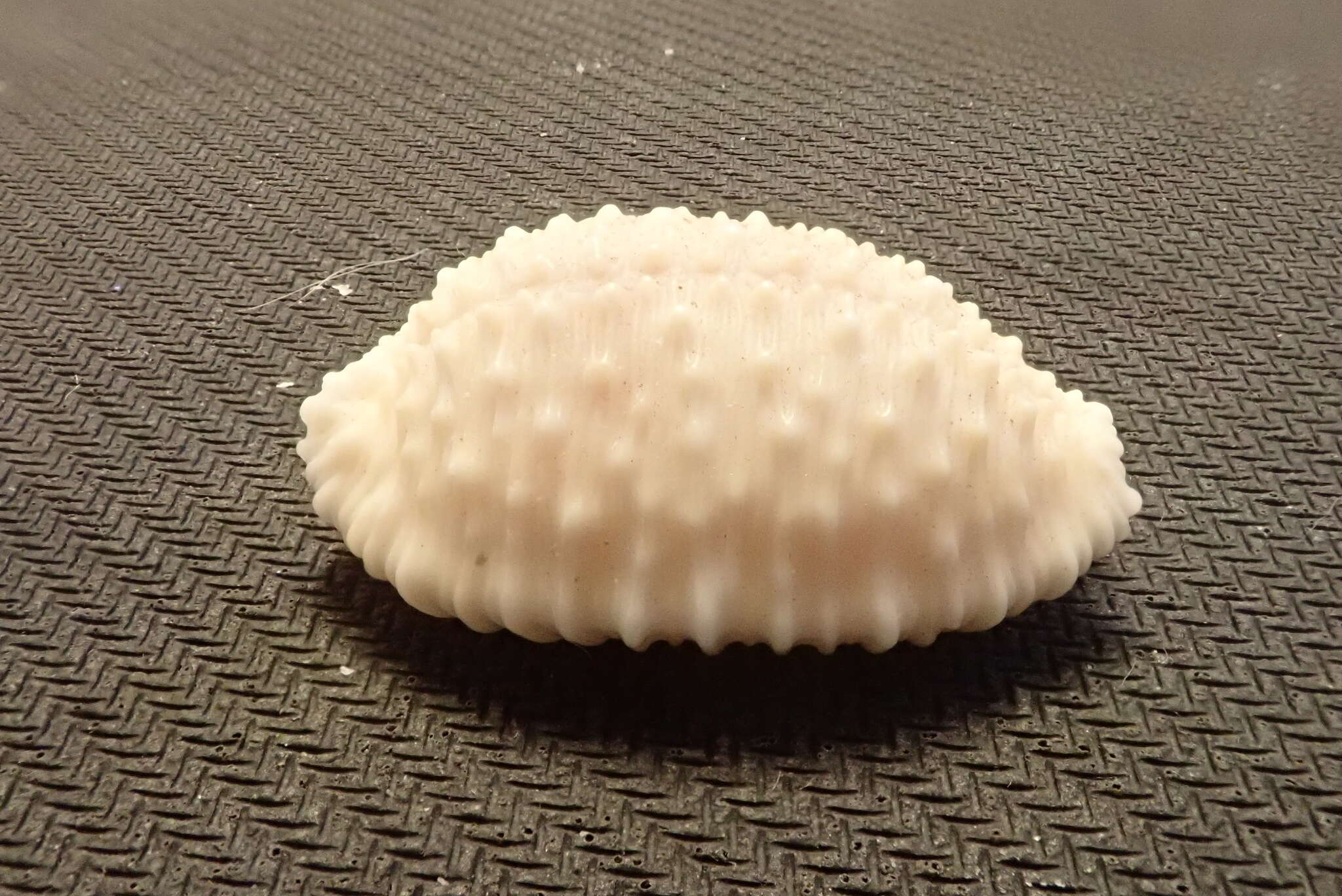 Image of granulated cowry