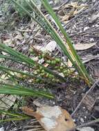 Image of Lomandra micrantha (Endl.) Ewart