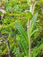 Image of Pedicularis tristis L.