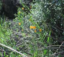 Image of Sandersonia aurantiaca Hook.