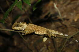 Image of Acanthosaura cardamomensis Wood, Grismer, Grismer, Neang, Chav & Holden 2010