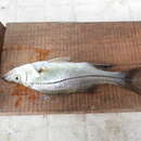 Image of Blackfin snook