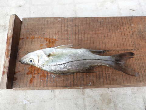 Image of Blackfin snook