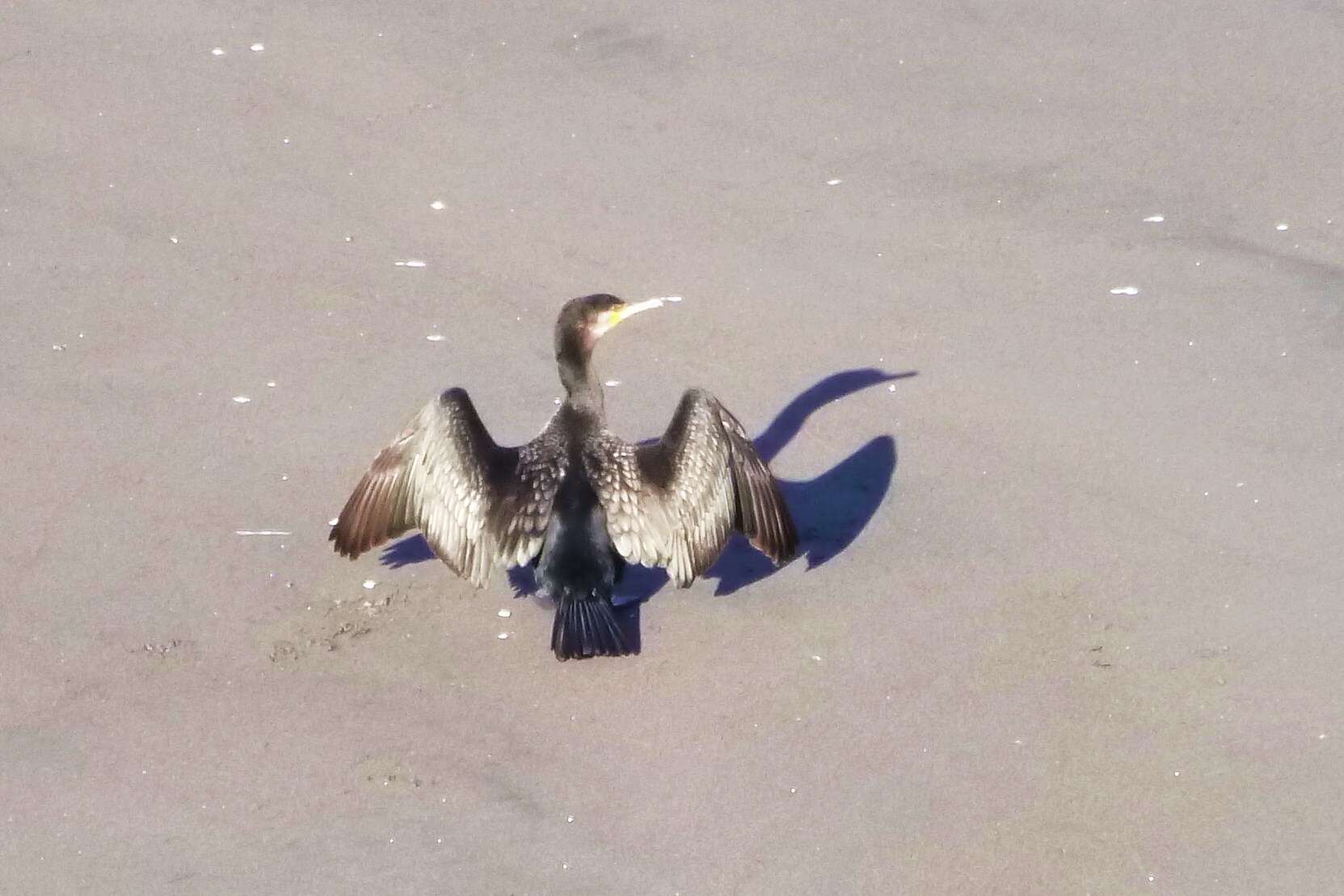 Phalacrocorax carbo novaehollandiae Stephens 1826的圖片