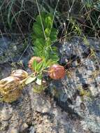 Sivun Pachycarpus grandiflorus (L. fil.) E. Mey. kuva