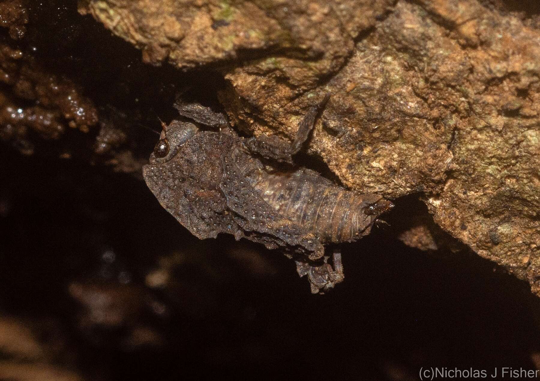 Plancia ëd Paraselina trituberculata (Sjöstedt 1932)