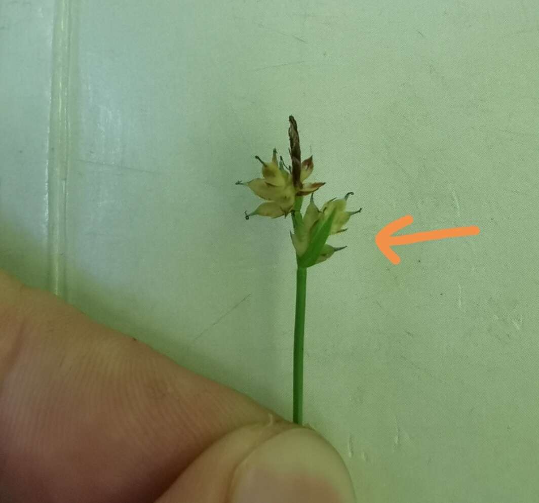 Image of Peck's sedge