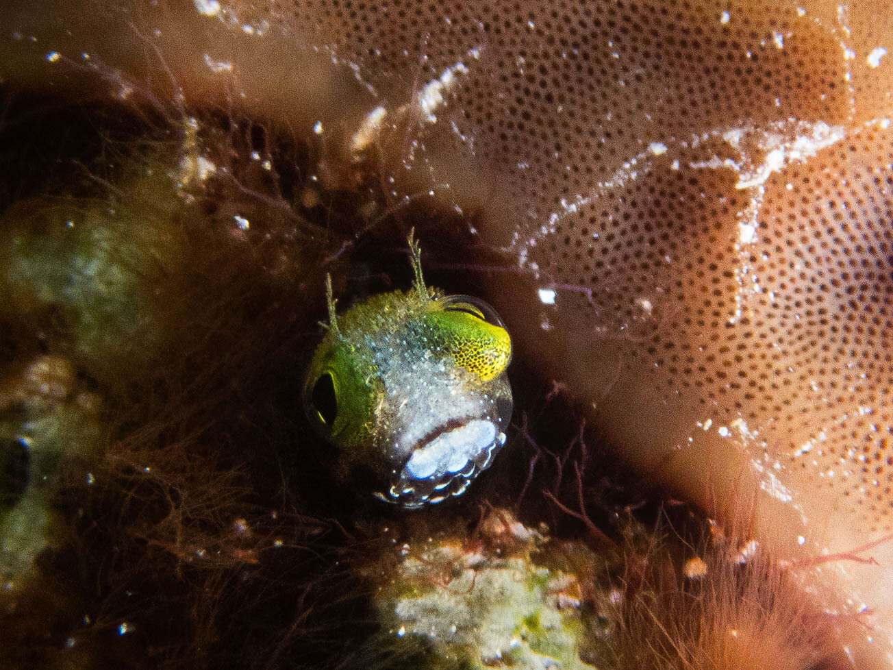 Image of Spiny blenny